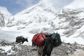 Everest Base camp and Kalapathar Trekking