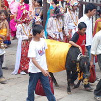 Gai Jatra