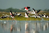 Koshi Tappu Wildlife Reserve Tour